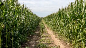 Tire tracks run through a field of corn in Iowa.
