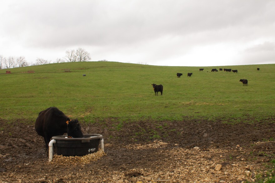 A scattered herd of Greg Thoren’s cows in Stockton, IL on April 13, 2026.