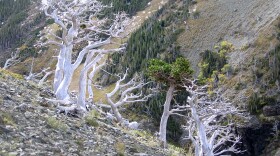 Whitebark pine at high elevations in Glacier National Park. In recent years, the whitebark pine has declined by more than 50 percent. 