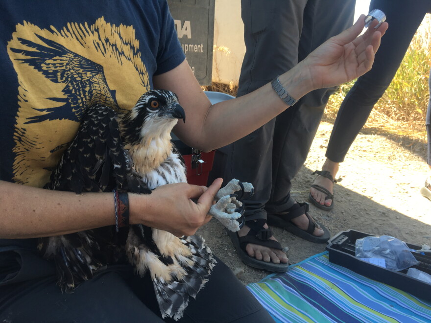 Dalit Guscio holds a two-month old osprey chick and prepares to take blood and feather samples.