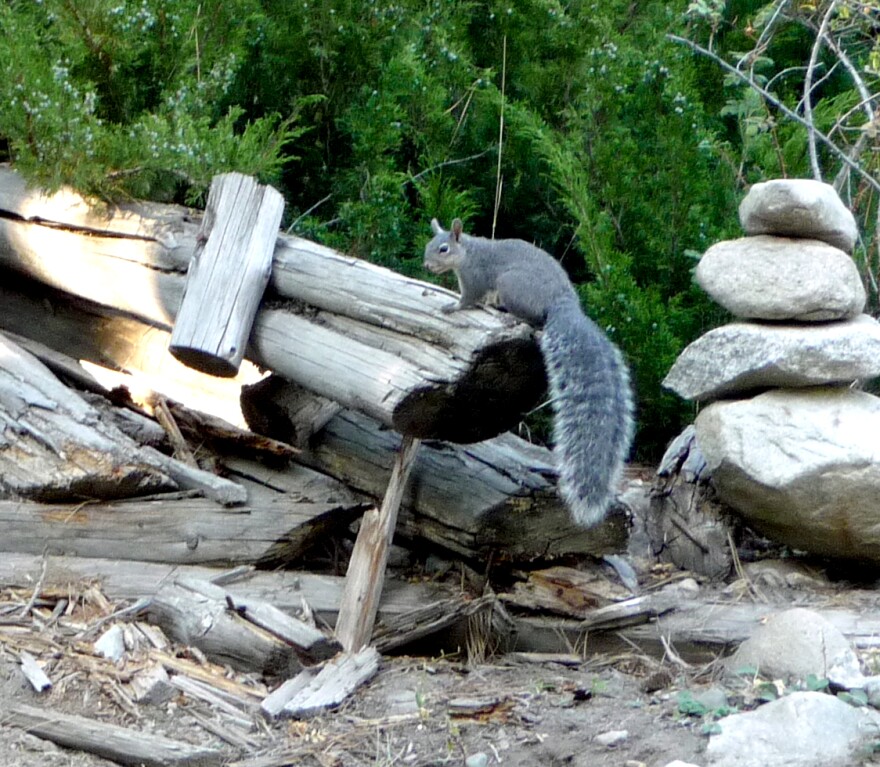 A large gray squirrel sits on top of a light brown log. There is a stack of rocks next to the squirrel in the right hand side of the picture and green trees in the background.