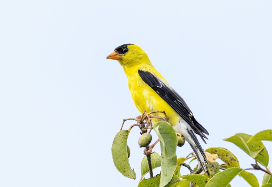 A male American Goldfinch perched on a branch.