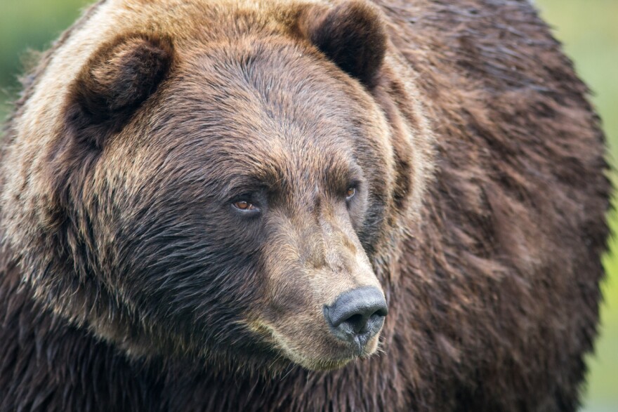 Closeup of a grizzly bear