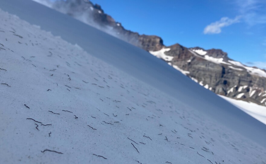 The worms shrug off shockingly high levels of harsh ultraviolet light, according to Hotaling, which is a good thing, because the summer sun on the treeless, snow-covered mountainside can be intense.