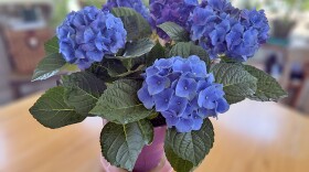 A vase of blue hydrangeas.