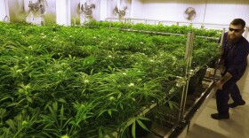 In this Sept. 15, 2015, file photo, lead grower Dave Wilson cares for marijuana plants at the Ataraxia medical marijuana cultivation center in Albion, Ill.