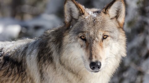 A wolf in Yellowstone National Park.