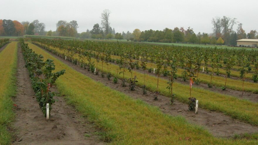 Oregon State University has been growing a variety of hazelnut trees over the years to develop blight-resistant breeds.