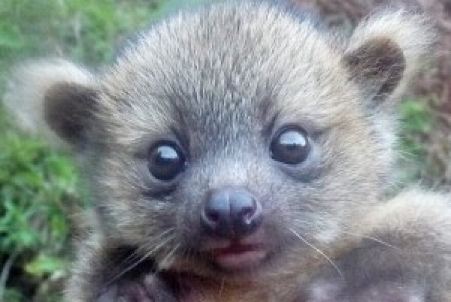 A picture of a baby olinguito.