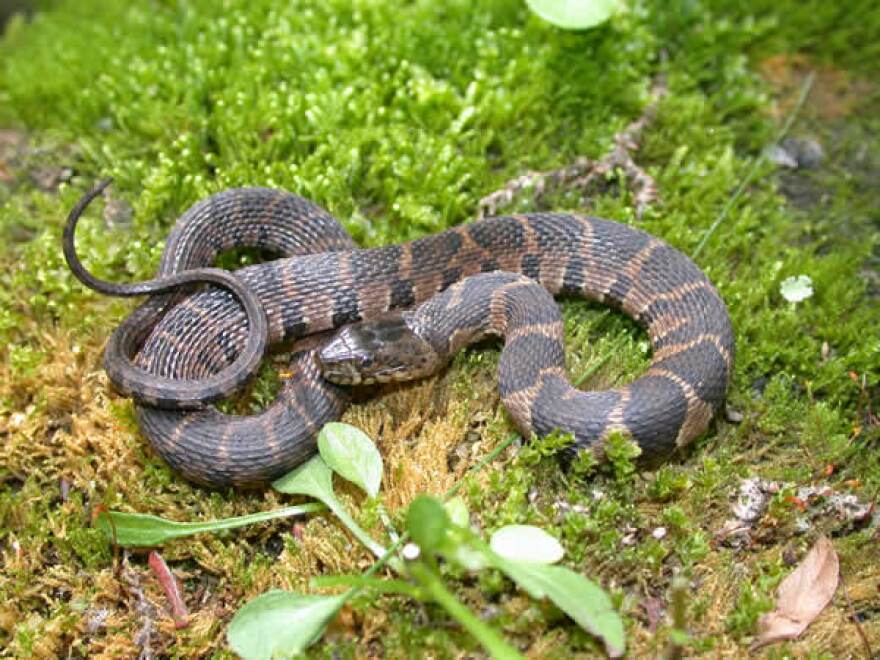 Midland Water Snake, Lancaster, SC, 2004