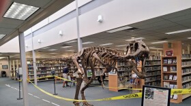 A Tyrannosaur skeleton is on display at the Cortez Public Library as part of its dinosaur-themed summer reading programming.