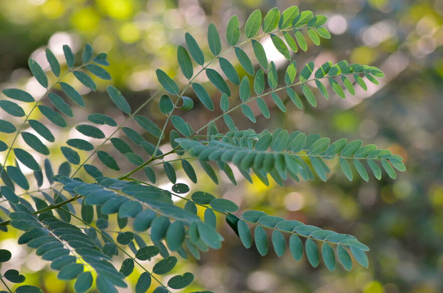 The black locust: An arboreal hero? | KUER