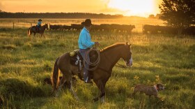 Chris Green, a tribal member, and his son get the dogs out early to round up a herd at Big Cypress Reservation.