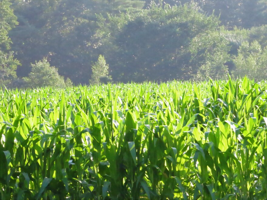  Farm field in mid-July.
