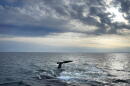 A pair of North Atlantic right whales interact at the surface of Cape Cod Bay, in Massachusetts, on March 27, 2023. (Robert F. Bukaty/AP)