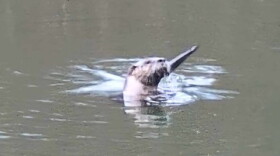 This cute little fella was spotted in a pond in southwest Roanoke County