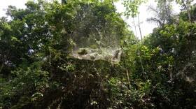 An enormous web that is home to community of social spiders.