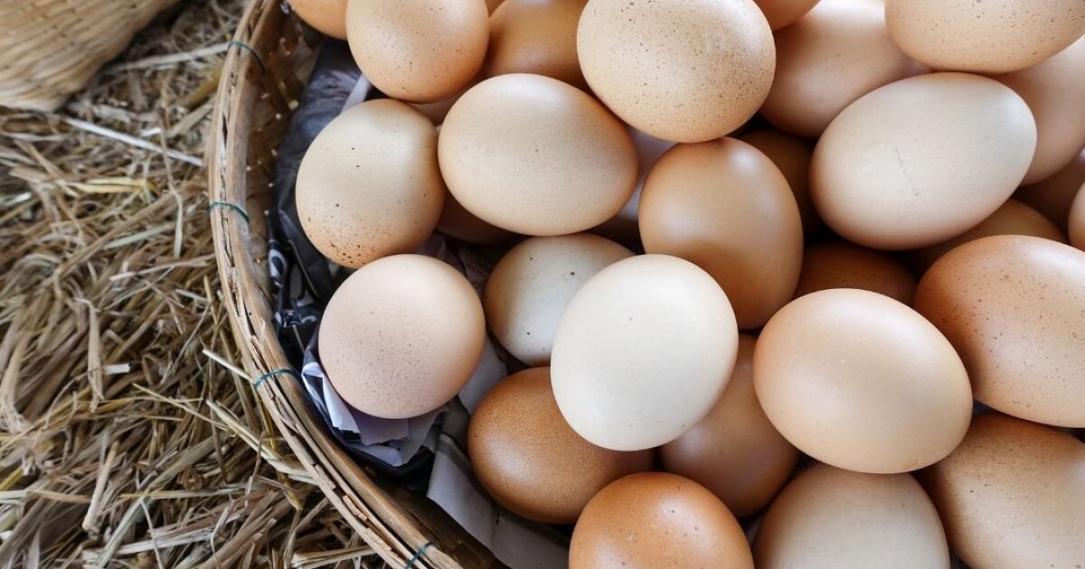 Egg Farming