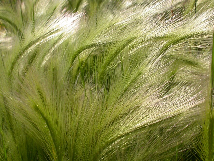 Foxtail barley