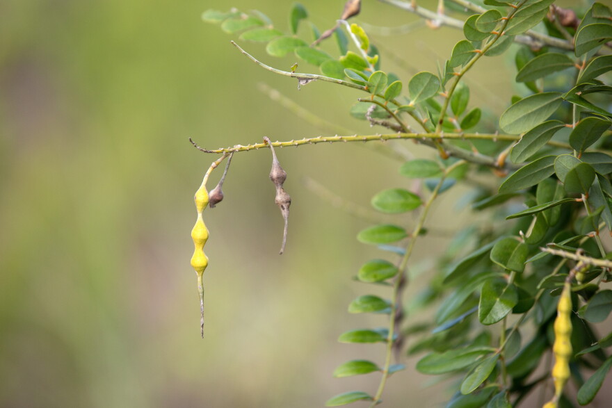 Sophora tomentosa var. truncata (Yellow necklace pod) is one of the beach plants that the Naples Botanical Garden is propagating. 