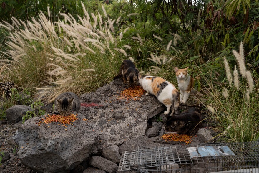 Stray cats gather to eat near the Kealakehe Transfer Station and Recycling Center, Dec. 2, 2025, in Kailua-Kona, Hawaiʻi.