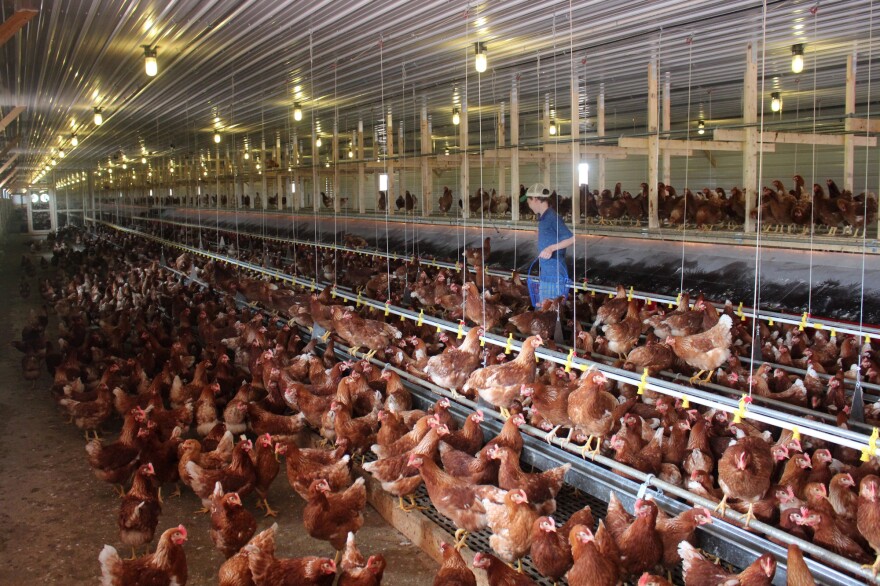 Cage-free chickens in a barn near Hershey, Pa., get to roam and perch on steel rods (but they don't go outside). In September, McDonald's said it would buy only cage-free eggs, inspiring several other food companies to follow suit.