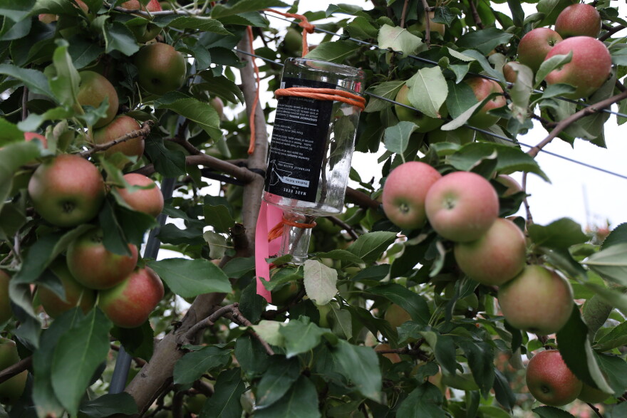 An apple tree at Golden Harvest Orchard in Valatie, NY