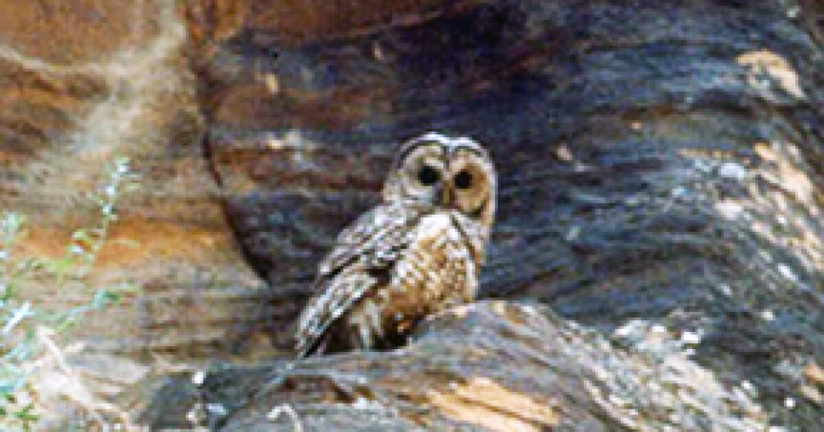 Conservation group files suit to protect Mexican spotted owls, environment near San Pedro River
