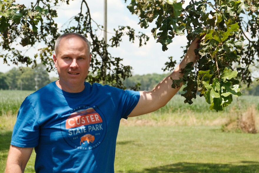 Plants all over Seth Swoboda’s property, including oaks, show signs of damage from herbicide drift. (credit: Christian Elliott)