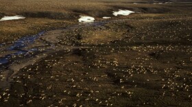 This undated aerial photo provided by U.S. Fish and Wildlife Service shows a herd of caribou on the Arctic National Wildlife Refuge in northeast Alaska. President Trump’s proposed budget calls for opening the coastal plain of the Arctic National Wildlife Refuge to oil and gas drilling. (U.S. Fish and Wildlife Service via AP)