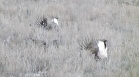 sage grouse
