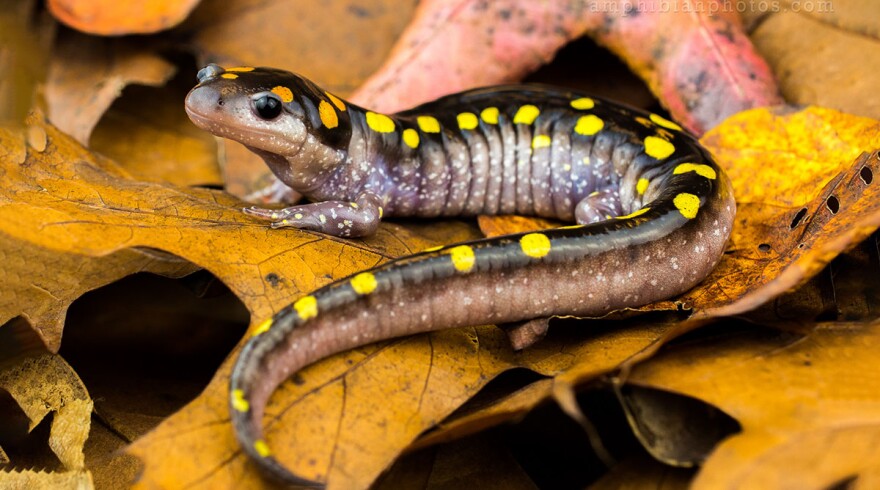 A mature female spotted salamander