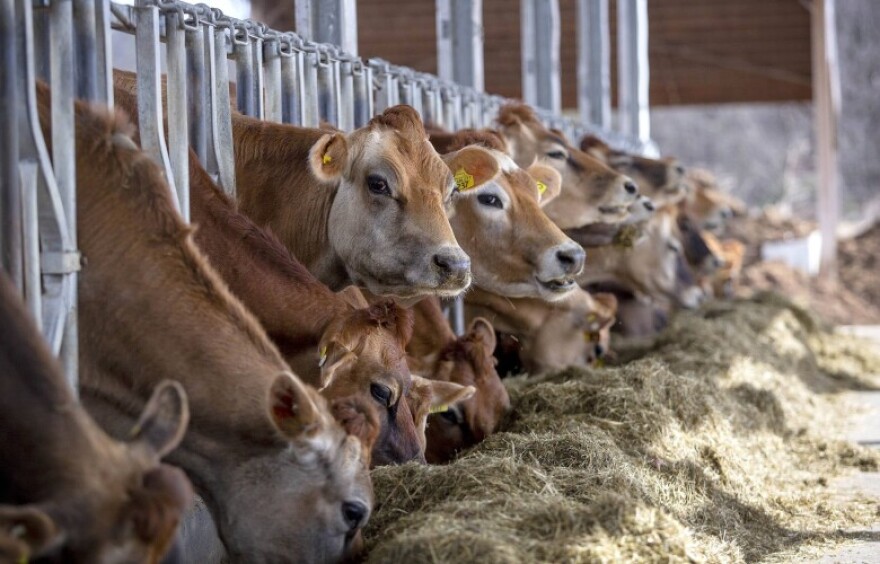 cows in stalls eating hay