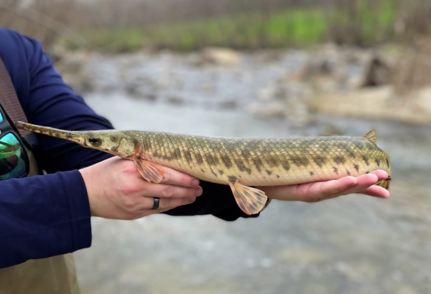 Spotted gar is a new species found in the Mission Reach section of the San Antonio River.