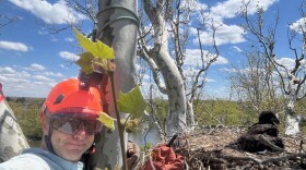 Man wearing an orange hard hat up in a tree next to a bald eagle nest. One brown eaglet sits inside the nest to the right of the person and the tree trunk