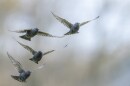 Butler says starlings are all over Vermont right now. The small birds are beginning their migration season, and are frequently seen in groups.