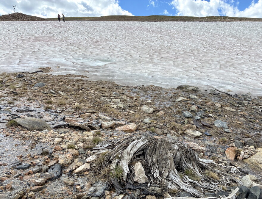 A weathered tree stump lies among rocks and meltwater below a large ice patch, with two people visible on the ice above.