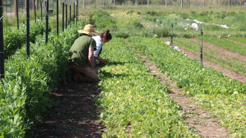 Rows of leafy greens grow at Two Roots Farm in Emma. The small-scale farm located on Pitkin County Open Space land will be contributing produce to an "Outstanding in the Field" dinner at McCabe Ranch in Old Snowmass.