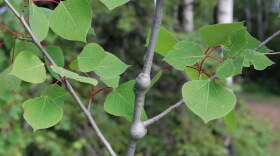 Poplar twig galls
