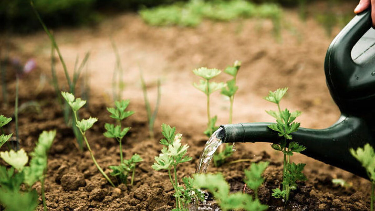 Going 'green' when it comes to gardening - Vimarsana News