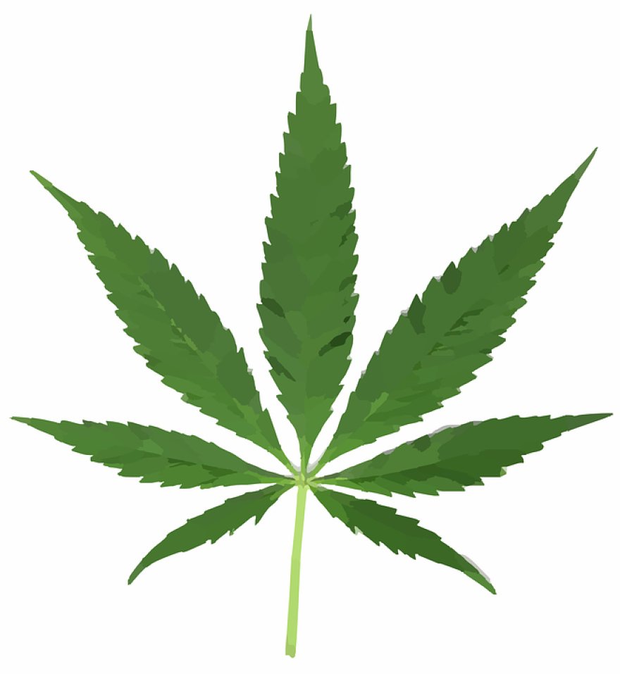 marijuana leaf