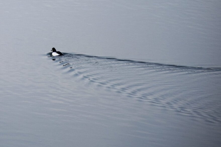 A hooded merganser swims on the White River near the Henry Street Bridge Feb. 12, 2026.