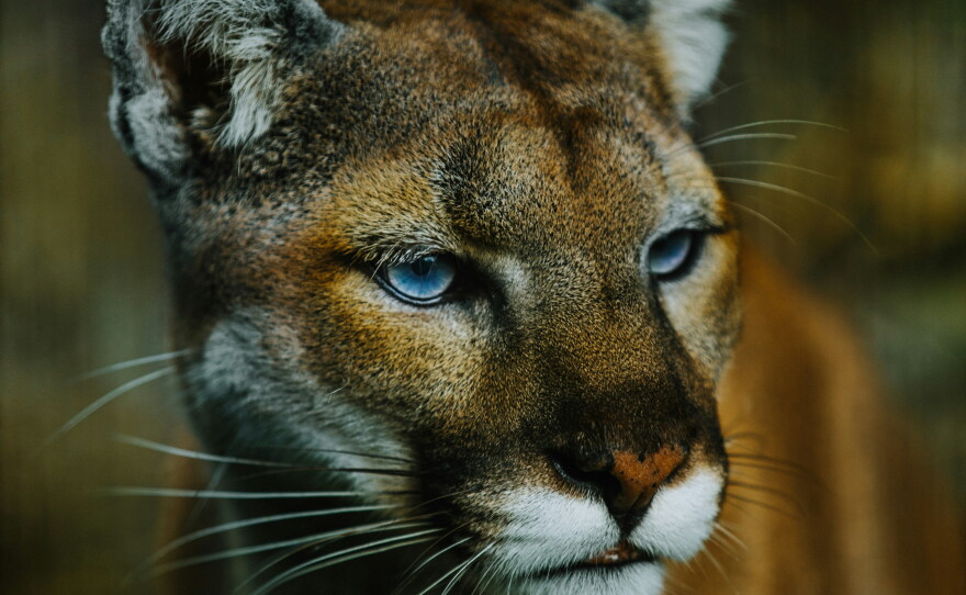 There are more than 6,000 cougars in Oregon