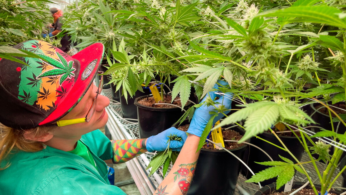 Missouri recreational marijuana sales 3-month report card - Vimarsana News