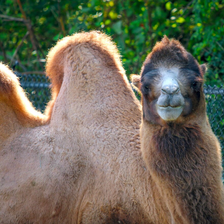 George was the zoo's beloved Bactrian camel.