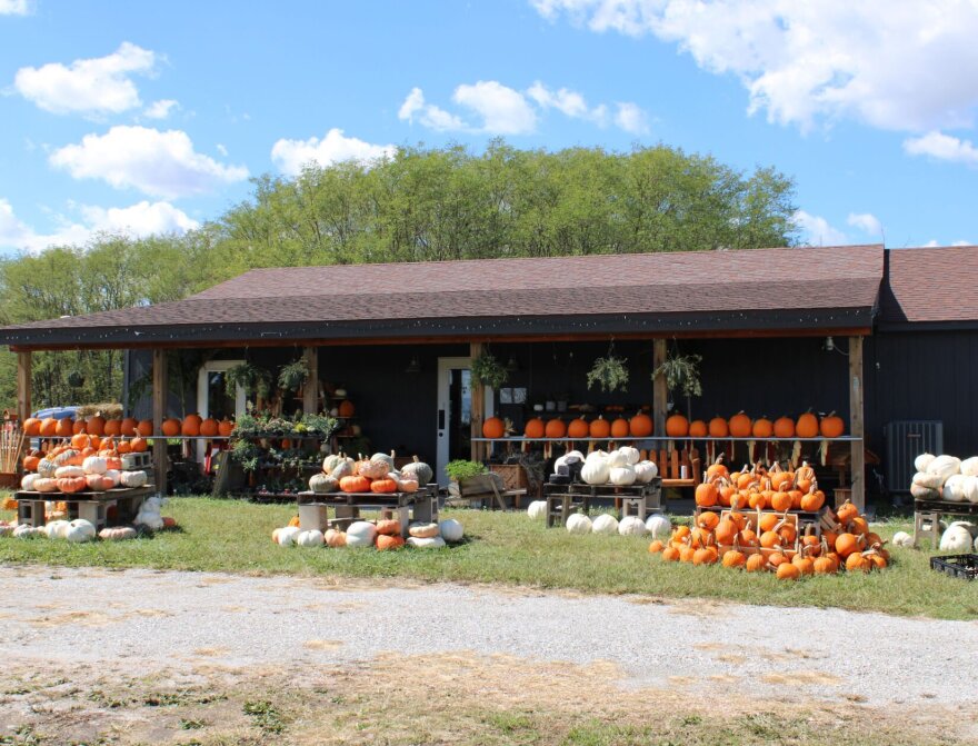 Pumpkins fill shelves and are stacked on pallets located in front of The Patch's building outside Sedalia, Missouri.