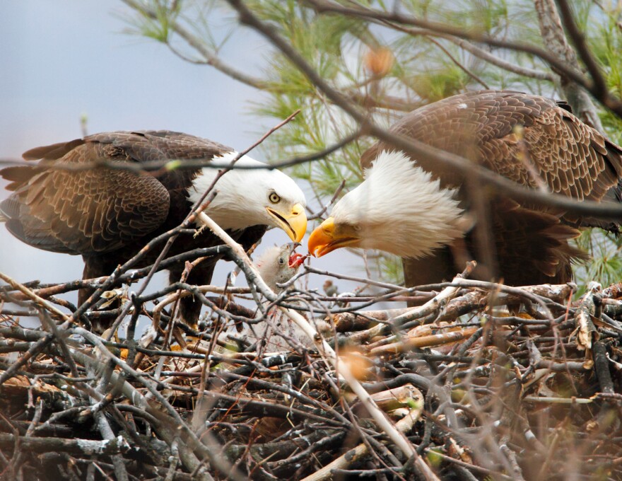 Bald Eagle.