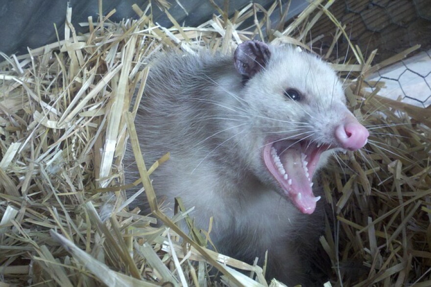 An Opossum