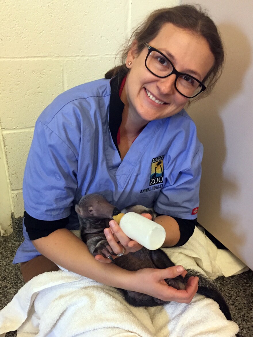 An infant ant eater, who needs round-the-clock bottle feeding, has been evacuated to the Fresno Zoo.