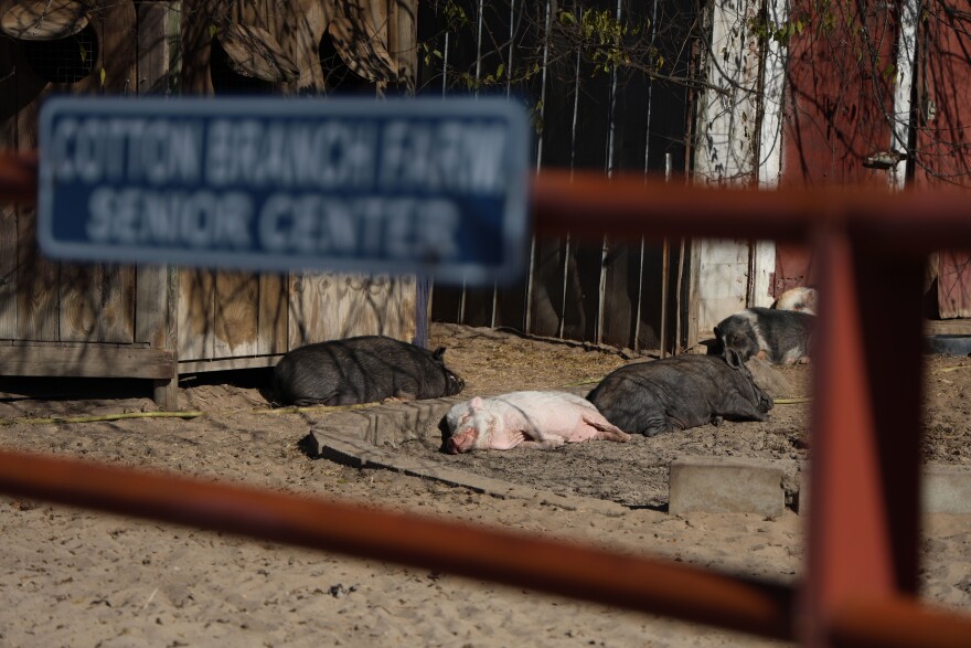 Cotton Branch, a sanctuary in Leesville, S.C., rescues pigs from hoarding, neglect and abuse. Photos by Sydney Lewis/Carolina Reporter